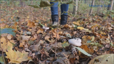 Crushing MUSHROOMS